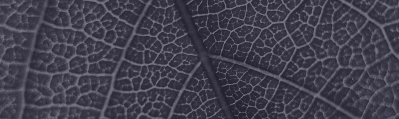 Organizācijas funkciju audits